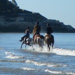 cavaliers_plage410