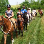 cheval_chemin